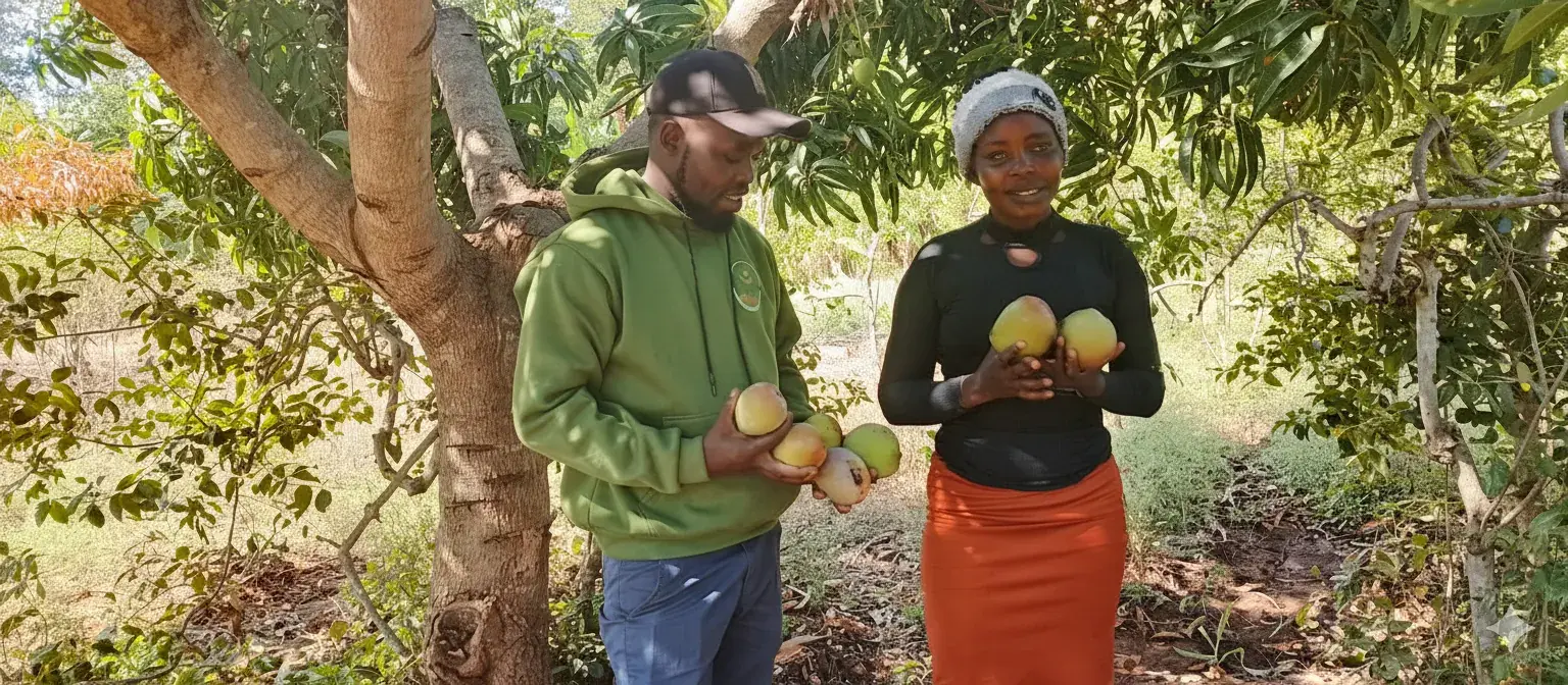 Farmer and trainer holding freshly harvested mangoes