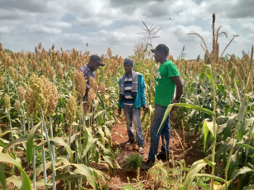 Community members standing in a thriving sorghum farm